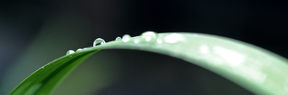 Water droplets on a leaf