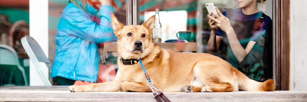 Dog waiting by a coffee shop