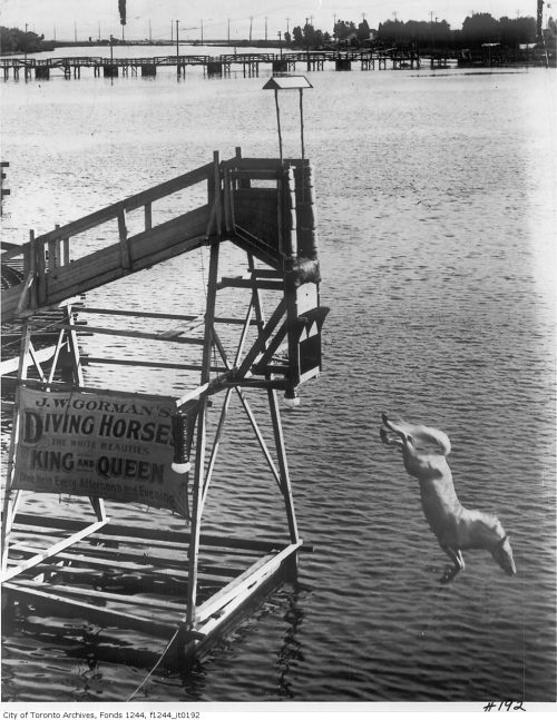 Diving horse