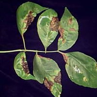 Brown spots on older leaves.