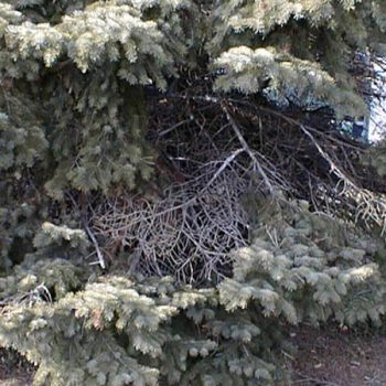 Pine needles coated with white resin. 