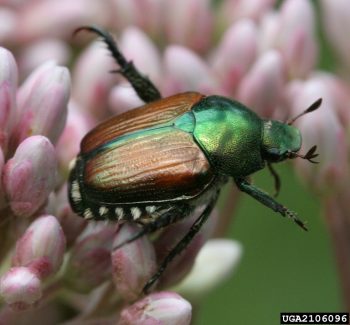 Japanese Beetle