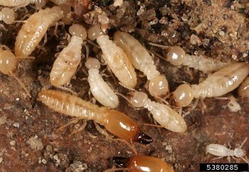 A photograph of termite soldiers (dark brown mandibles) and workers (light).
