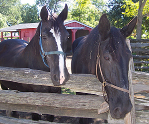 Two horses looking over a fence