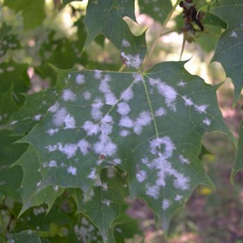 Clusters of white spots on a green leaf. 