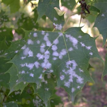 Powdery Mildew on a leaf