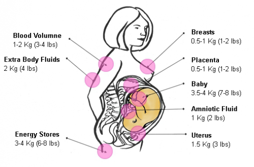 Weight gain distribution during pregnancy. Blood volume 1.2 kg/3-4 lbs, extra body fluid 2 kg/4 lbs, energy stores 3-4 kg/6-8 lbs, breasts 0.5-1 kg/1-2 lbs, placenta 0.5-1 kg/1-2 lbs, baby 3.5-4kg, amniotic fluid 1 kg/2 lbs, uterus 1.5 kg/3lbs