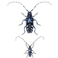 Examples of male and female beetles with long antennae