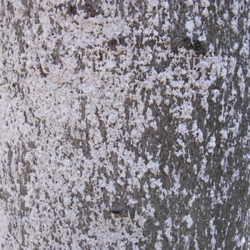 A white coating on the bark of a tree. 
