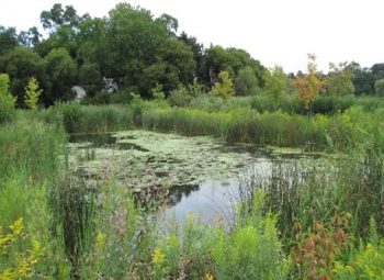 Bluffer's Park wet pond featuring a flow balancing system