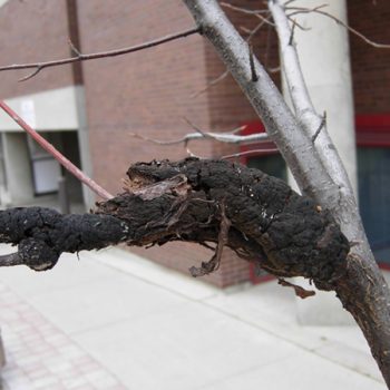 A black, swollen tree branch. 