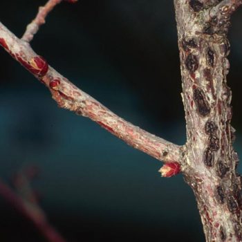 Black, oblong shaped lesions of a tree branch. 