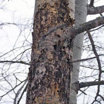 Lesions of a tree, with black stippling. 
