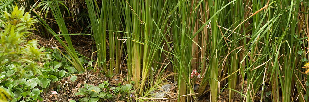 photo of native grasses