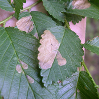 Damage on a leaf from an elm leafminer