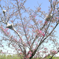 The tents on the upper branches of a cherry tree.