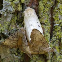 Female (white) and male (brown) moths