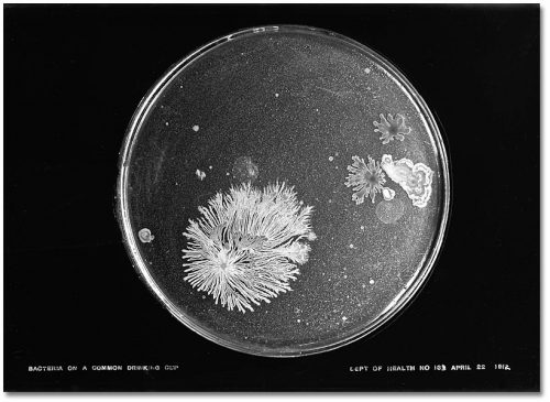 Light-coloured bacterial growths make patterns resembling feathers and flowers against the dark background.