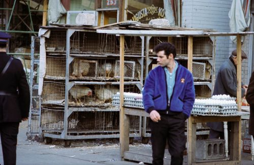 Man in a blue jacket stands in front of stacks of cages full of chickens.