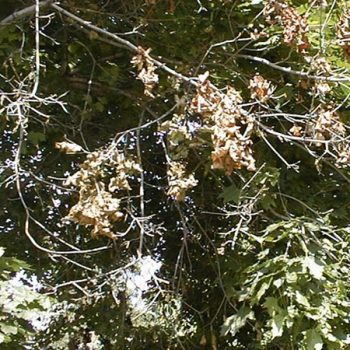 A dead tree branch with clusters of wilted leaves. 