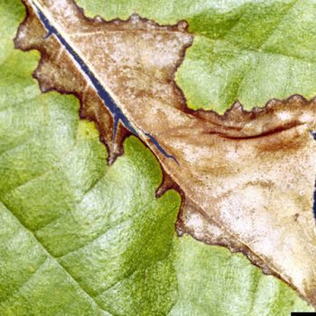 An example of Sycamore Anthracnose affecting a leaf