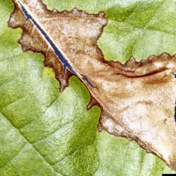 A close-up of a leaf with a brown splotch. 