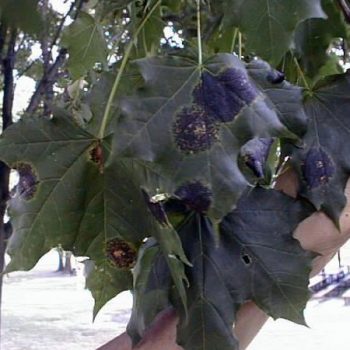 Black spots on green maple leaves. 