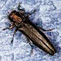 A photograph of the bronze birch borer adult beetle.