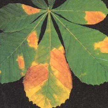 Orange-yellow blotches on green leaves. 