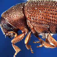 A close up photograph of the native elm bark beetle