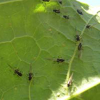 Aphids on a maple leaf