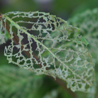 The skeletonising of a leaf.