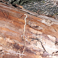 Bronze Poplar Borer larvae