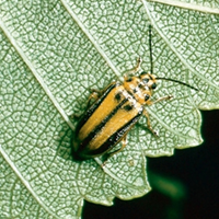 A photograph of the elm leaf beetle adult.