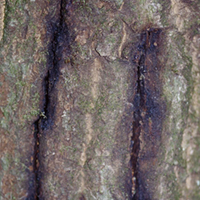 A canker caused by sudden oak death.