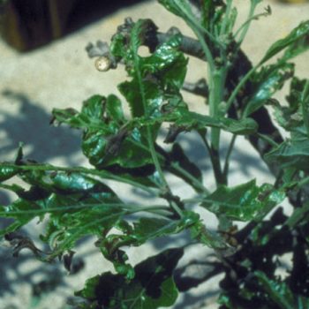 Oak anthracnose affecting leaves, causing deformed edges. 