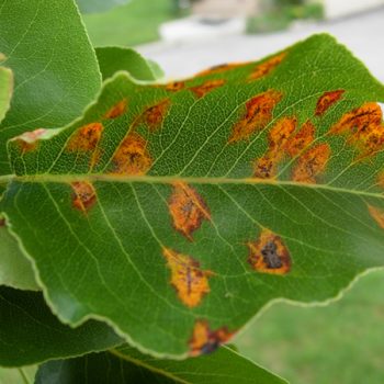 Orange/coppery spots on a green leaf caused by orange trellis