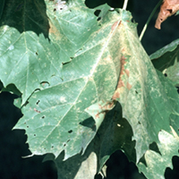 A leaf with brown spotting and discolouration