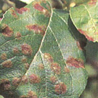 Symptoms on leaves arise in spring as small olive-green spots.