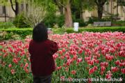 A woman takes a photo of the blooming flowers at St. Jame's Park.