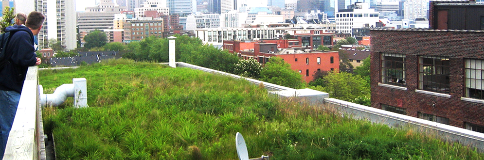 A photograph of an eco-roof in downtown Toronto