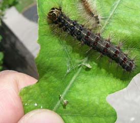 European Gypsy Moth Mature Larva