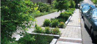 Image of green sidewalks and trees