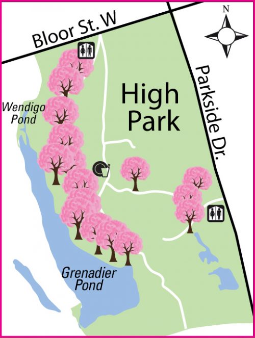 High Park Cherry Blossoms City of Toronto