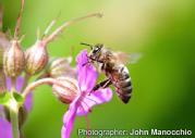 Little bee hovering around a flower, trying to decide whether to land or not.