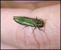 A metallic green beetle sitting on a person's finger.