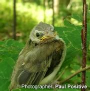 In South Humber Park, a juvenile Warbling Vireo is learning to fly. Both parents hover in a nearby tree while the young takes a break between flying lessons.