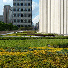 Image of Toronto City Hall's Podium Green Roof