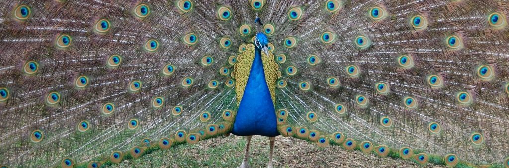 Peacock in High Park Zoo