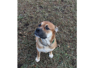 Boxer mix sitting in grass and looking up